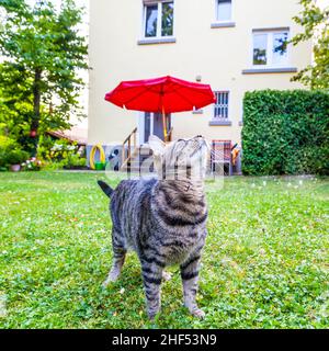 carino orgoglioso gatto guarda il suo giardino verde Foto Stock