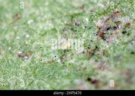 Mite Tetranychus orticae a due macchie sul lato inferiore della foglia. È un pericoloso parassita di piante. Foto Stock