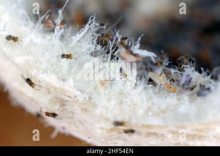 I parassitoidi delle uova di Trichogramma sono usati con successo per il controllo biologico di un'ampia gamma di parassiti lepidogteri in tutto il mondo. Foto Stock