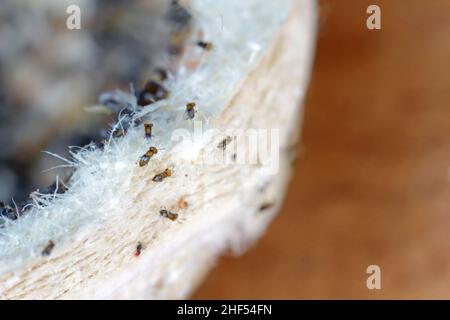 I parassitoidi delle uova di Trichogramma sono usati con successo per il controllo biologico di un'ampia gamma di parassiti lepidogteri in tutto il mondo. Foto Stock