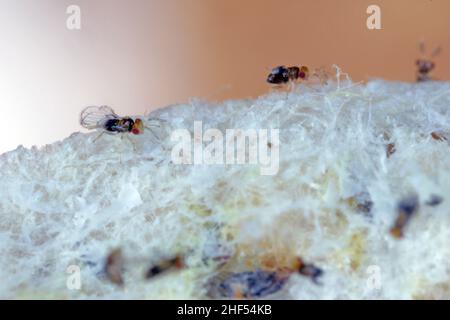 I parassitoidi delle uova di Trichogramma sono usati con successo per il controllo biologico di un'ampia gamma di parassiti lepidogteri in tutto il mondo. Foto Stock