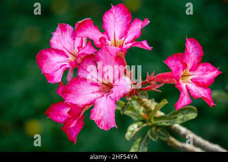 fiori di porcellana, fiore frangipani, il colore è molto ricco di bellezza esotica del tronco e radici grandi, foglie verdi lucide e lisce Foto Stock