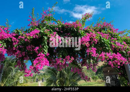 confetti, piante legnose, arbusti o alberi con spine Foto Stock