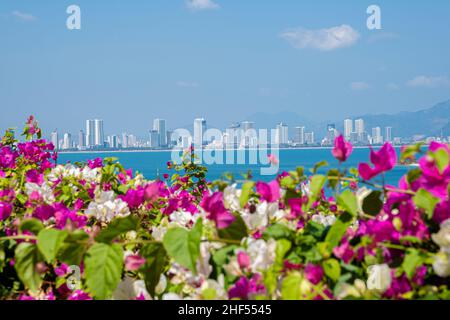 confetti, piante legnose, arbusti o alberi con spine Foto Stock