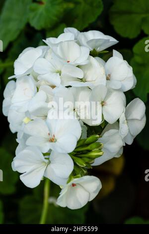 Coltivazione di Primrose – piante di Primrose nel tuo giardino Foto Stock