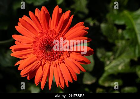 Gerbera, fiore con significato simbolico di felicità e amore Foto Stock