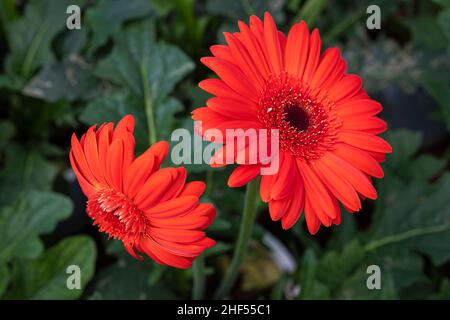 Gerbera, fiore con significato simbolico di felicità e amore Foto Stock