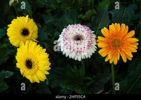 Gerbera, fiore con significato simbolico di felicità e amore Foto Stock