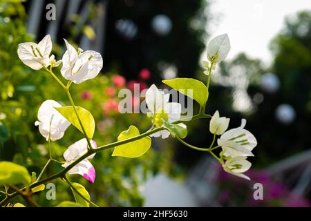 confetti, piante legnose, arbusti o alberi con spine Foto Stock