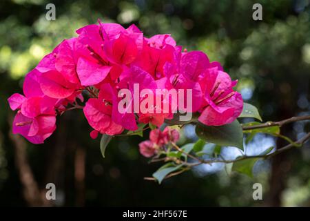 confetti, piante legnose, arbusti o alberi con spine Foto Stock