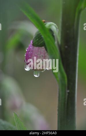 Una fotografia ravvicinata di un fiore di foxglove (Digitalis) con gocce d'acqua sulla pioggia Foto Stock