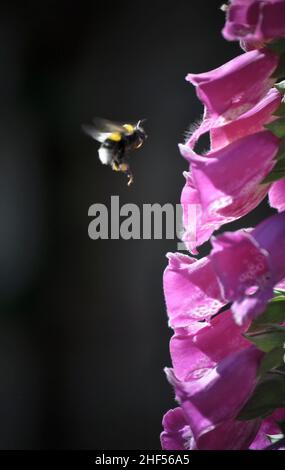 Un primo piano di fiori di Foxglove (Digitails) avvistati in un giardino nello Yorkshire orientale, Inghilterra con un'ape che si avvicina ad un fiore. Foto Stock