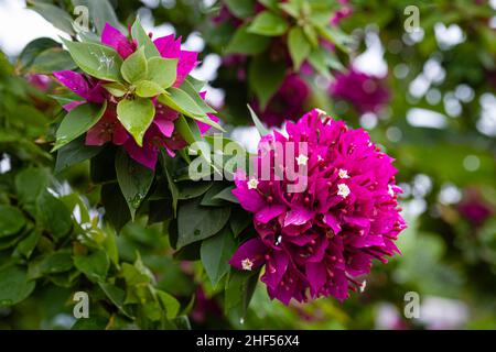 confetti, piante legnose, arbusti o alberi con spine Foto Stock