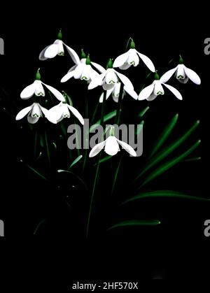 Un grumo di gocce di neve (Galanthus snowdrop) che sono aperte in primavera, su sfondo nero Foto Stock