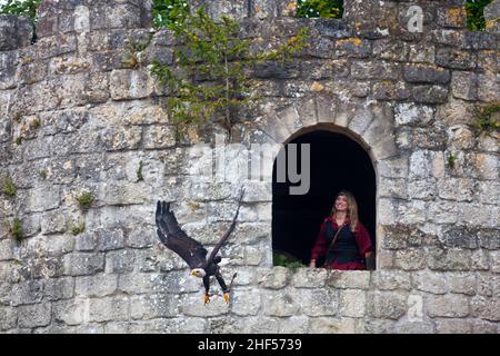 Luzarches, Francia - ottobre 12 2019: Un falconer e la sua aquila calva durante il festival annuale 'Médiévales'. In autunno, in molte città medievali a fra Foto Stock