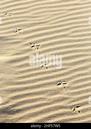 Sfondo astratto di sabbia increspa la spiaggia con stampe di piedi di uccelli Foto Stock