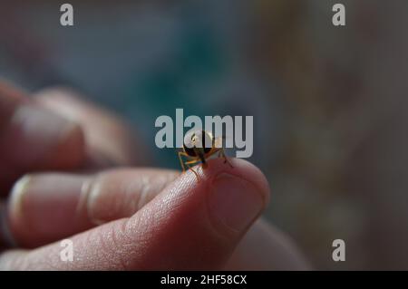 Un'hoverfly marmalata (Episyrphus balteatus) che poggia sul dito di un bambino. Sul lato destro dell'immagine è presente uno spazio per la copia Foto Stock