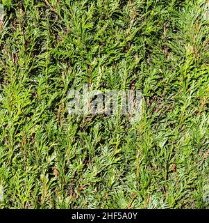 thujahecke verde, foto simbolo per privacy, privacy, demarcazione Foto Stock