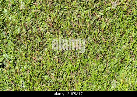 thujahecke verde, foto simbolo per privacy, privacy, demarcazione Foto Stock