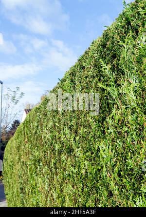 thujahecke verde, foto simbolo per privacy, privacy, demarcazione Foto Stock