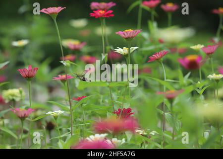 Bella pittura di fiori, ape e farfalla Foto Stock