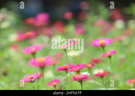 Bella pittura di fiori, ape e farfalla Foto Stock