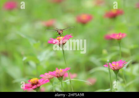 Bella pittura di fiori, ape e farfalla Foto Stock