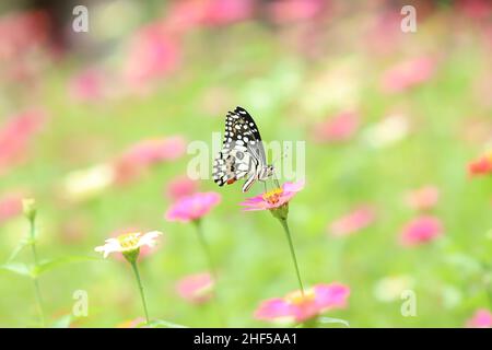 Bella pittura di fiori, ape e farfalla Foto Stock