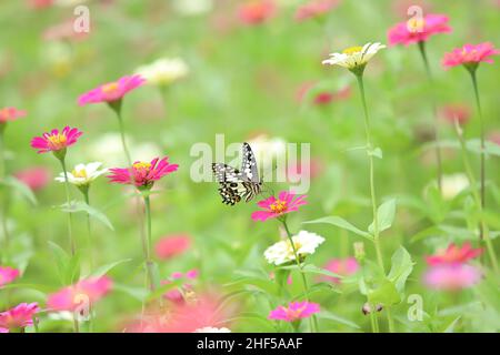 Bella pittura di fiori, ape e farfalla Foto Stock