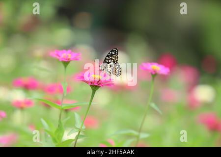 Bella pittura di fiori, ape e farfalla Foto Stock