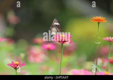 Bella pittura di fiori, ape e farfalla Foto Stock