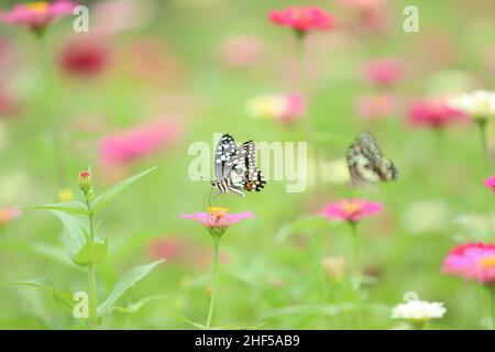 Bella pittura di fiori, ape e farfalla Foto Stock