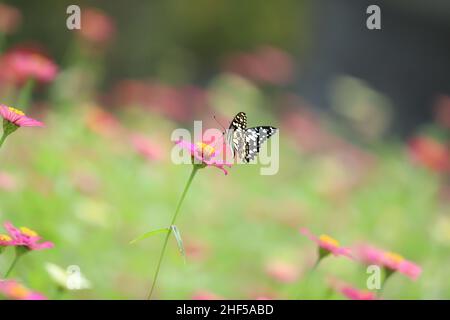 Bella pittura di fiori, ape e farfalla Foto Stock