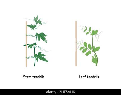 Illustrazione modificabile del vettore di Thigmotropismo. Il gambo o i tendrili della foglia aiutano la pianta a salire un supporto. Bryonia dioica e Sweet Pea. Illustrazione Vettoriale