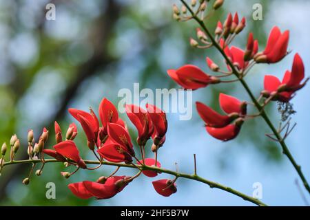 Fiori che crescono in un parco in Vietnam Foto Stock