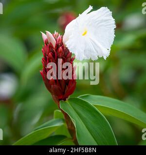 Fiori che crescono in un parco in Vietnam Foto Stock