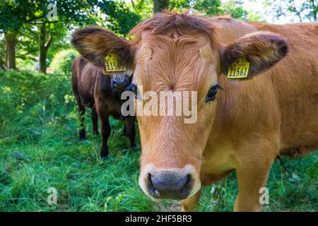 bestiame irlandese Foto Stock