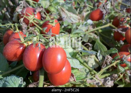 ITALIA, Parma, Basilicanova, produzione di pomodori per l'azienda Mutti s.p.a., i pomodori a susina vengono utilizzati per conserve di pomodoro, polpo, passata e concentrato di pomodoro / ITALIEN, Tomaten Vertragsanbau fuer Firma Mutti spa, die geernteten Flaschentomaten werden anschliessend zu Dosentomaten, Passata und Tomatenmark verarbeiten Italien, 100 und Prokonseren und Prokonerwerden Foto Stock