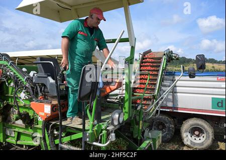 ITALIA, Parma, Basilicanova, coltivazione a contratto di pomodoro per la società Mutti s.p.a., raccolta con la vendemmia Guaresi, i pomodori prugnani raccolti vengono utilizzati per conserve di pomodoro, polpo, passata e concentrato di pomodoro / ITALIEN, Tomaten Vertragsanbau fuer Firma Mutti spa, die geernteten Flaschentomaten werden anschliessend zu Dosentomert, Passerbeaten und Tomveraten und Tomserenaten und Tomverserenaten und Tomverkonaten und alles 100 Prozent Italien Foto Stock