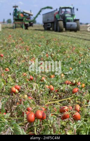 ITALIA, Parma, Basilicanova, coltivazione a contratto di pomodoro per la società Mutti s.p.a., raccolta con la vendemmia Guaresi, i pomodori prugnani raccolti vengono utilizzati per conserve di pomodoro, polpo, passata e concentrato di pomodoro / ITALIEN, Tomaten Vertragsanbau fuer Firma Mutti spa, die geernteten Flaschentomaten werden anschliessend zu Dosentomert, Passerbeaten und Tomveraten und Tomserenaten und Tomverserenaten und Tomverkonaten und alles 100 Prozent Italien Foto Stock