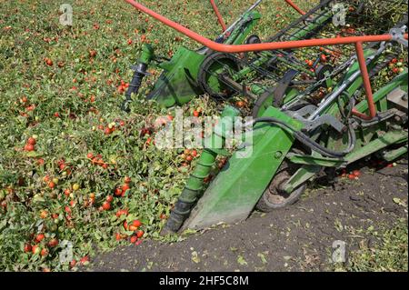 ITALIA, Parma, Basilicanova, coltivazione a contratto di pomodoro per la società Mutti s.p.a., raccolta con la vendemmia Guaresi, i pomodori prugnani raccolti vengono utilizzati per conserve di pomodoro, polpo, passata e concentrato di pomodoro / ITALIEN, Tomaten Vertragsanbau fuer Firma Mutti spa, die geernteten Flaschentomaten werden anschliessend zu Dosentomert, Passerbeaten und Tomveraten und Tomserenaten und Tomverserenaten und Tomverkonaten und alles 100 Prozent Italien Foto Stock