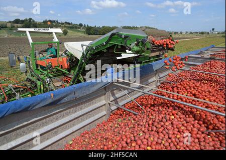 ITALIA, Parma, Basilicanova, coltivazione a contratto di pomodoro per la società Mutti s.p.a., raccolta con la vendemmia Guaresi, i pomodori prugnani raccolti vengono utilizzati per conserve di pomodoro, polpo, passata e concentrato di pomodoro / ITALIEN, Tomaten Vertragsanbau fuer Firma Mutti spa, die geernteten Flaschentomaten werden anschliessend zu Dosentomert, Passerbeaten und Tomveraten und Tomserenaten und Tomverserenaten und Tomverkonaten und alles 100 Prozent Italien Foto Stock