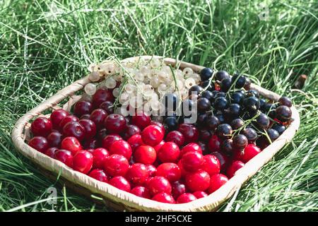 Bacche da giardino mature in un cestino sul prato. Mix di ciliegie, ribes bianco e nero. Foto orizzontale. Foto Stock