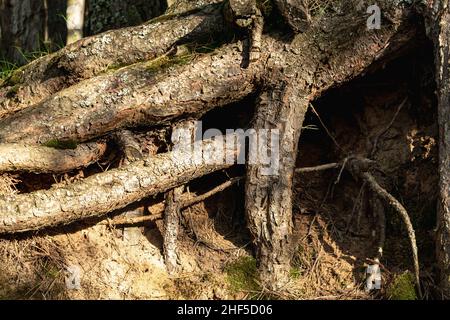 Forti grandi radici di un vecchio albero sulla superficie della terra. Foto orizzontale. Foto Stock