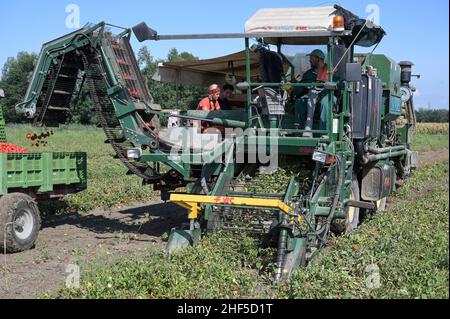 ITALIA, Parma, coltivazione a contratto di pomodoro per la società Mutti s.p.a., raccolta con la mietitrice Sandei FMC, i pomodori prugnani raccolti vengono lavorati direttamente sul campo presso la fabbrica Insta un'unità di conservazione mobile e utilizzati per passata sul campo / ITALIEN, Tomaten Vertragsanbau fuer Firma Mutti spa, Die geernteten Flaschentomaten werden anschliessend direkt am Feld in der Insta Factory, einer mobilen Konservierung, zu Passata sul campo verarbeitet und konserviert Foto Stock