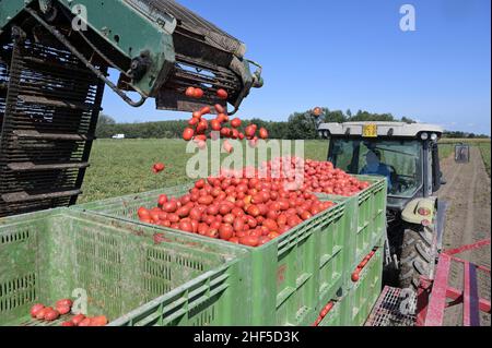 ITALIA, Parma, coltivazione a contratto di pomodoro per la società Mutti s.p.a., raccolta con la mietitrice Sandei FMC, i pomodori prugnani raccolti vengono lavorati direttamente sul campo presso la fabbrica Insta un'unità di conservazione mobile e utilizzati per passata sul campo / ITALIEN, Tomaten Vertragsanbau fuer Firma Mutti spa, Die geernteten Flaschentomaten werden anschliessend direkt am Feld in der Insta Factory, einer mobilen Konservierung, zu Passata sul campo verarbeitet und konserviert Foto Stock