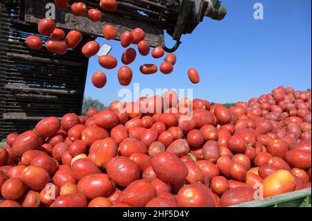 ITALIA, Parma, coltivazione a contratto di pomodoro per la società Mutti s.p.a., raccolta con la mietitrice Sandei FMC, i pomodori prugnani raccolti vengono lavorati direttamente sul campo presso la fabbrica Insta un'unità di conservazione mobile e utilizzati per passata sul campo / ITALIEN, Tomaten Vertragsanbau fuer Firma Mutti spa, Die geernteten Flaschentomaten werden anschliessend direkt am Feld in der Insta Factory, einer mobilen Konservierung, zu Passata sul campo verarbeitet und konserviert Foto Stock