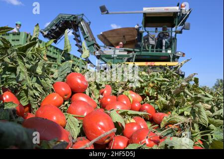 ITALIA, Parma, coltivazione a contratto di pomodoro per la società Mutti s.p.a., raccolta con la mietitrice Sandei FMC, i pomodori prugnani raccolti vengono lavorati direttamente sul campo presso la fabbrica Insta un'unità di conservazione mobile e utilizzati per passata sul campo / ITALIEN, Tomaten Vertragsanbau fuer Firma Mutti spa, Die geernteten Flaschentomaten werden anschliessend direkt am Feld in der Insta Factory, einer mobilen Konservierung, zu Passata sul campo verarbeitet und konserviert Foto Stock