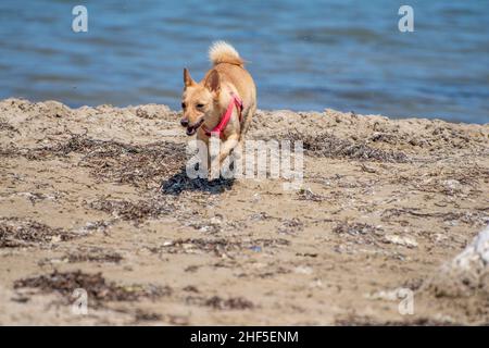 Piccolo cane che corre e gioca sulla spiaggia Foto Stock