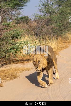 Leone nero nel Kgalagadi Foto Stock